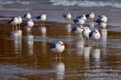Birds On The Beach_09278.jpg - Ring-billed Gulls (Larus delawarensis) photographed near Sherkston, Ontario, Canada.